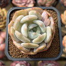Echeveria 'Lehman' 2" Succulent Plant Cutting