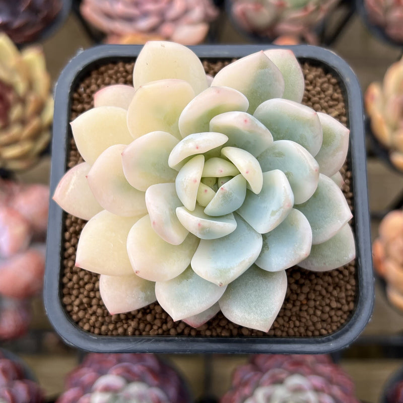 Echeveria 'Seong Yeong' Variegated 2" Succulent Plant Cutting