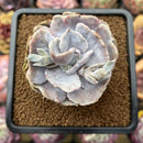 Echeveria 'Lilacina' Mutated 2" Succulent Plant Cutting
