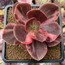 Echeveria 'Primadonna' Variegated 3" Succulent Plant Cutting