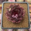 Echeveria 'Nike' 2" Succulent Plant Cutting