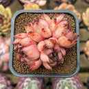 Echeveria 'Nomad' 2" Succulent Plant Cutting