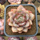 Echeveria 'German Champaign' 2" Succulent Plant Cutting