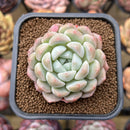 Echeveria 'Phantom of Pink' 2" Succulent Plant