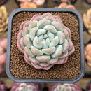 Echeveria 'Phantom of Pink' 2" Succulent Plant
