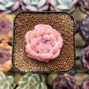 Echeveria 'Snow Tower' 1"-2" Succulent Plant Cutting
