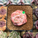 Echeveria 'Snow Tower' 1"-2" Succulent Plant Cutting