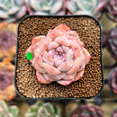 Echeveria 'Snow Tower' 1"-2" Succulent Plant Cutting
