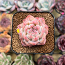 Echeveria 'Snow Tower' 1"-2" Succulent Plant Cutting