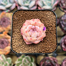 Echeveria 'Snow Tower' 1"-2" Succulent Plant Cutting