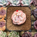 Echeveria 'Snow Tower' 1"-2" Succulent Plant Cutting