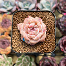 Echeveria 'Snow Tower' 1"-2" Succulent Plant Cutting