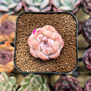 Echeveria 'Snow Tower' 1"-2" Succulent Plant Cutting