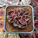 Echeveria 'Super Bowl' 2"-3" Succulent Plant Cutting
