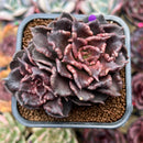 Echeveria 'Super Bowl' 2"-3" Succulent Plant Cutting
