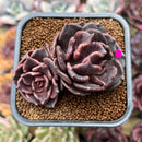 Echeveria 'Super Bowl' 2"-3" Succulent Plant Cutting
