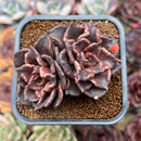 Echeveria 'Super Bowl' 2"-3" Succulent Plant Cutting