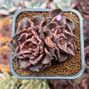 Echeveria 'Super Bowl' 2"-3" Succulent Plant Cutting