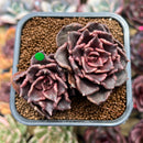 Echeveria 'Super Bowl' 2"-3" Succulent Plant Cutting