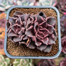 Echeveria 'Super Bowl' 2"-3" Succulent Plant Cutting