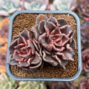 Echeveria 'Super Bowl' 2"-3" Succulent Plant Cutting