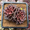 Echeveria 'Super Bowl' 3"-4" Succulent Plant Cutting
