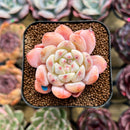 Echeveria 'Meimeng' 1"-2" Succulent Plant Cutting