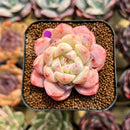 Echeveria 'Meimeng' 1"-2" Succulent Plant Cutting