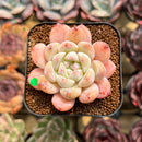 Echeveria 'Meimeng' 1"-2" Succulent Plant Cutting
