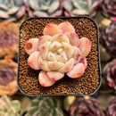 Echeveria 'Meimeng' 1"-2" Succulent Plant Cutting
