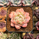 Echeveria 'Meimeng' 1"-2" Succulent Plant Cutting