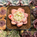 Echeveria 'Meimeng' 1"-2" Succulent Plant Cutting