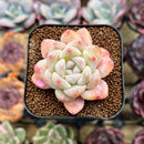 Echeveria 'Meimeng' 1"-2" Succulent Plant Cutting