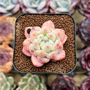 Echeveria 'Meimeng' 1"-2" Succulent Plant Cutting