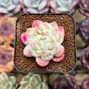 Echeveria 'Meimeng' 1"-2" Succulent Plant Cutting