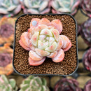 Echeveria 'Meimeng' 1"-2" Succulent Plant Cutting