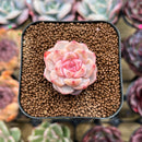 Echeveria 'Tipsy' 1"-2" Succulent Plant Cutting