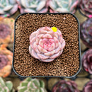Echeveria 'Tipsy' 1"-2" Succulent Plant Cutting