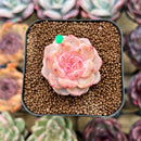 Echeveria 'Tipsy' 1"-2" Succulent Plant Cutting