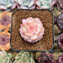 Echeveria 'Tipsy' 1"-2" Succulent Plant Cutting