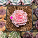 Echeveria 'Tipsy' 1"-2" Succulent Plant Cutting