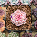 Echeveria 'Tipsy' 1"-2" Succulent Plant Cutting