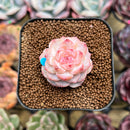 Echeveria 'Tipsy' 1"-2" Succulent Plant Cutting