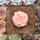Echeveria 'Tipsy' 1"-2" Succulent Plant Cutting