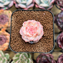 Echeveria 'Tipsy' 1"-2" Succulent Plant Cutting