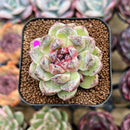 Echeveria 'Black Beach' 2" Succulent Plant Cutting