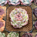 Echeveria 'Black Beach' 2" Succulent Plant Cutting