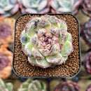 Echeveria 'Black Beach' 2" Succulent Plant Cutting