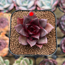 Echeveria 'Sky Lantern' 1"-2" Succulent Plant Cutting