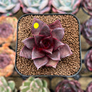Echeveria 'Sky Lantern' 1"-2" Succulent Plant Cutting